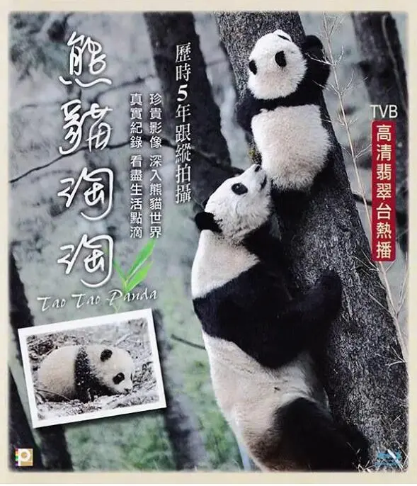 萌翻了！《熊猫淘淘》：国宝的奶凶日常，全程高能笑点，简直是治愈系宝藏！